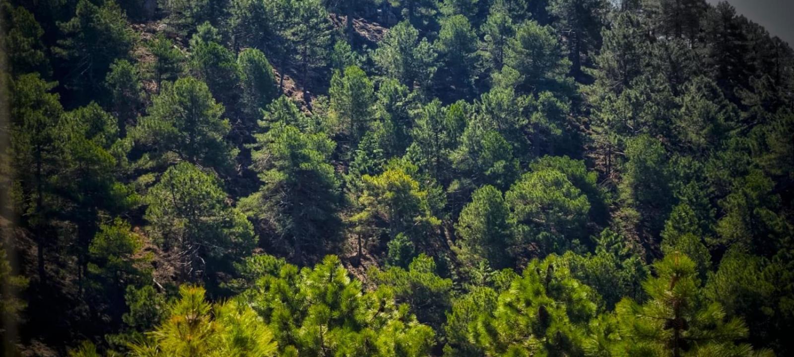 Casa Rural La Piedra Del Cambron Villaverde De Guadalimar Екстериор снимка